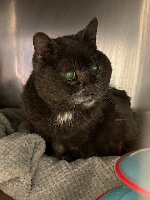 PetfindToronto's tweet image. #BURNHAMTHORPE #RENFORTH  Pls RT2unite #FOUND #CAT- 11-Jun-25 #Toronto Animal Services A1009470 #WEST 416-338-6271 GREY WHT DSH F/12Yr