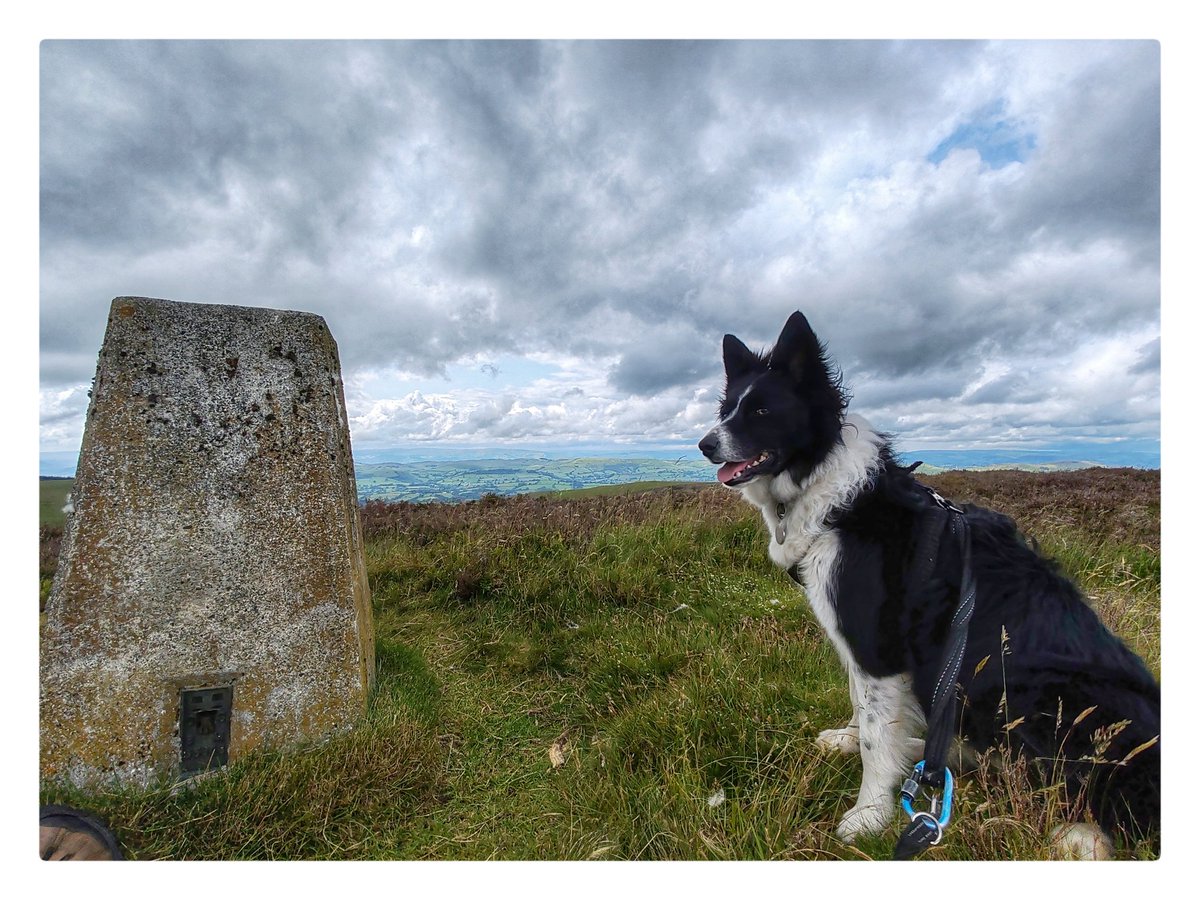 smoggiewalks's tweet image. Gwaunceste Hill trigpoint #trigpoint #radnorshire #trigpointchallenge #midwales #bordercollie #prescriptionnature @DerekTheWeather @OrdnanceSurvey @MidWalesMyWay