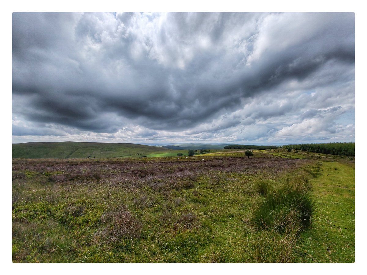 smoggiewalks's tweet image. Gwaunceste Hill trigpoint #trigpoint #radnorshire #trigpointchallenge #midwales #bordercollie #prescriptionnature @DerekTheWeather @OrdnanceSurvey @MidWalesMyWay