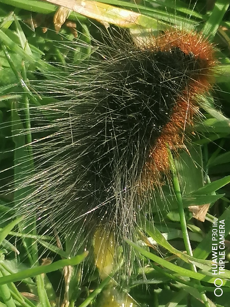 Rambling Ray (@ray_rambling) on Twitter photo Other delights this week along Flower-rich Beach Reserve Rye Harbour, lovely Small Copper Butterfly & spectacular looking Garden Tiger Moth woolly bear caterpillar Arctia caja, using tall Silvery hair during pupation to build a silk cocoon <a href="/savebutterflies/">Butterfly Conservation ๐ฆ</a> <a href="/s4r4h_l/">Sarah L</a> #MothsMatter Other delights this week along Flower-rich Beach Reserve Rye Harbour, lovely Small Copper Butterfly & spectacular looking Garden Tiger Moth woolly bear caterpillar Arctia caja, using tall Silvery hair during pupation to build a silk cocoon <a href="/savebutterflies/">Butterfly Conservation ๐ฆ</a> <a href="/s4r4h_l/">Sarah L</a> #MothsMatter