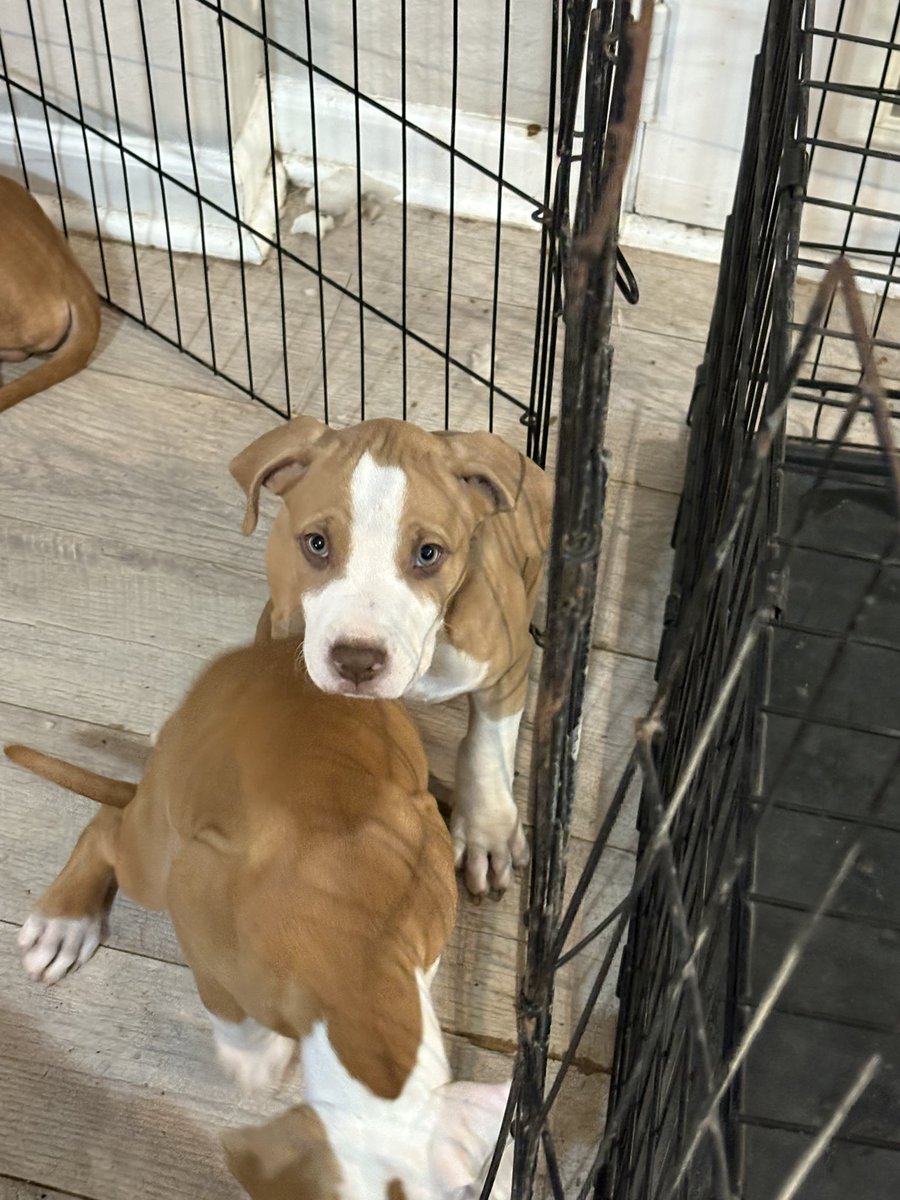 havenbagale86's tweet photo. At the local In the colony tx puppies need good homes come see us!!!Please repost and share!!!! https://t.co/RXMnKha1pf