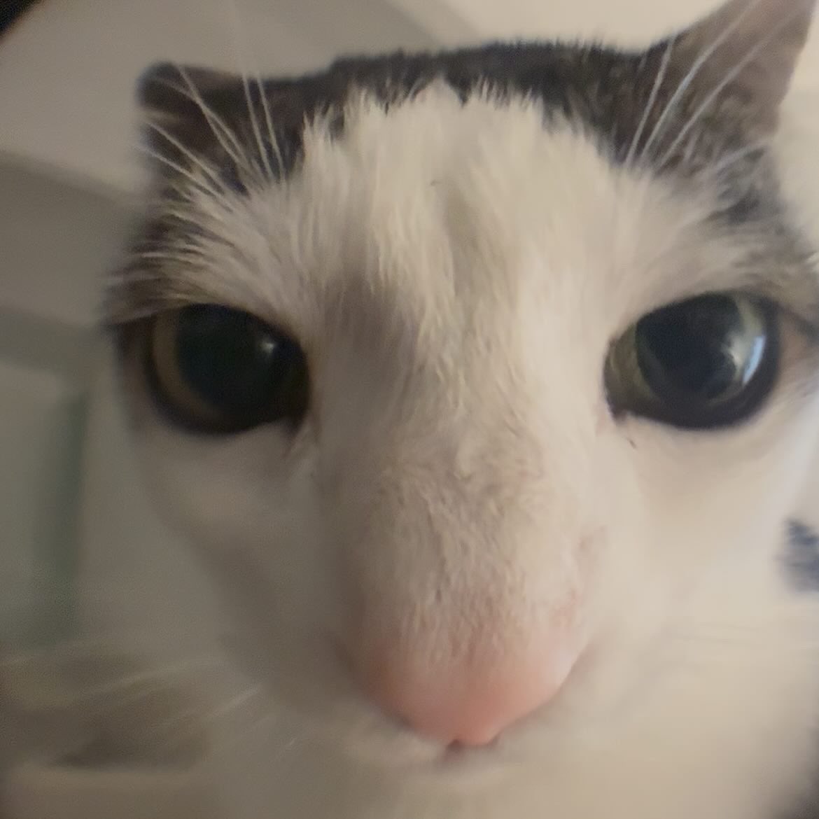 really just need a girl who loves me dearly and wants to gently beat me to death with a metal pipe both at the same time