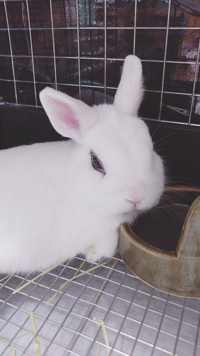 LILI et NENE SENGER（ゼンガー） SENGER Floppy animal Rabbit