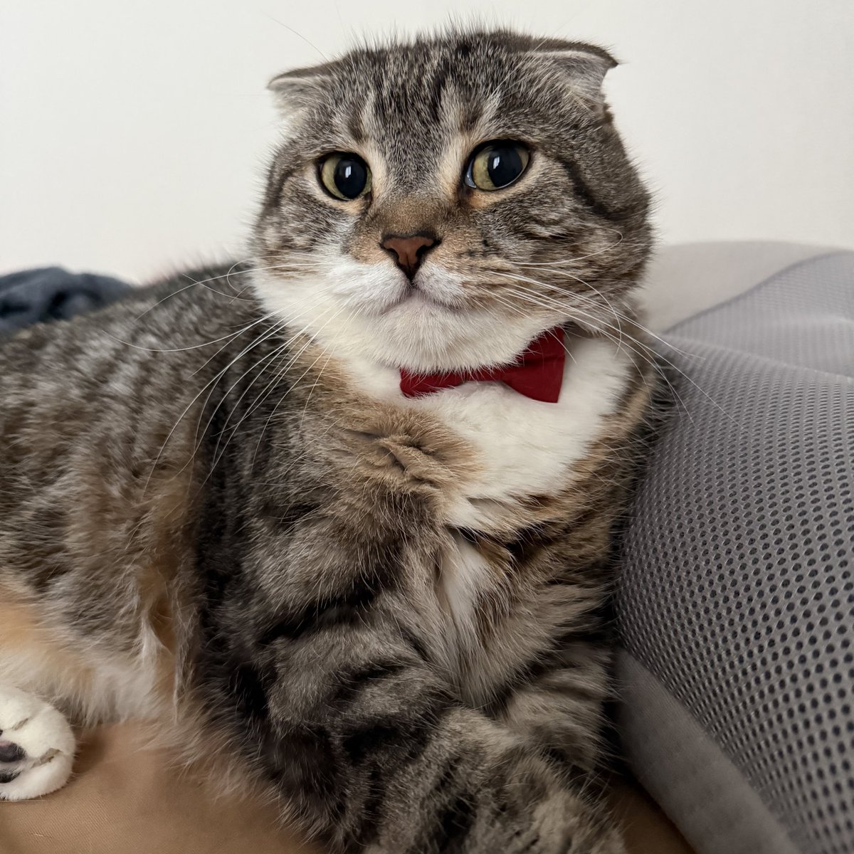 猫に流し目でドヤられたいときにどうぞ