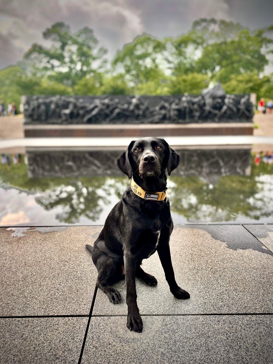 ATF Washington (@atfwashington) on Twitter photo Committed to pubic safety 365 days out of the year. <a href="/ATFWashington/">ATF Washington</a> Special Agent Certified Explosive Specialists and K9 handlers were present to ensure the safety of the citizens enjoying the 250th anniversary of the Army. #Army250 #ATF atf.gov/explosives/enf… Committed to pubic safety 365 days out of the year. <a href="/ATFWashington/">ATF Washington</a> Special Agent Certified Explosive Specialists and K9 handlers were present to ensure the safety of the citizens enjoying the 250th anniversary of the Army. #Army250 #ATF atf.gov/explosives/enf…
