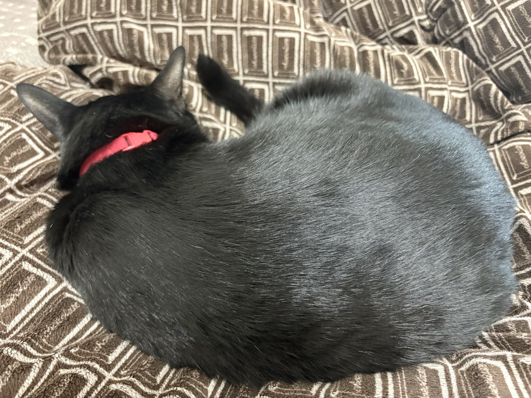 黒猫ジジさん on X: 
