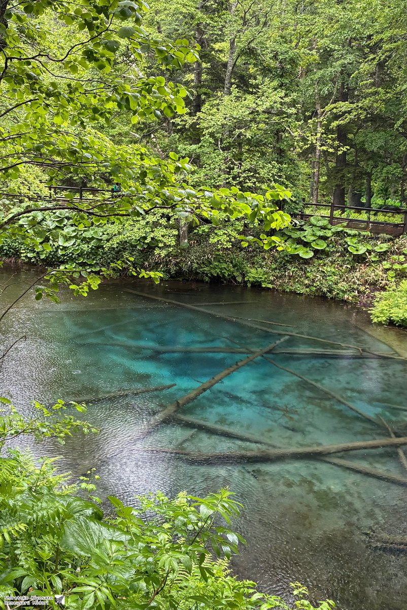 今日は雨の神の子池！🧸☔️✨