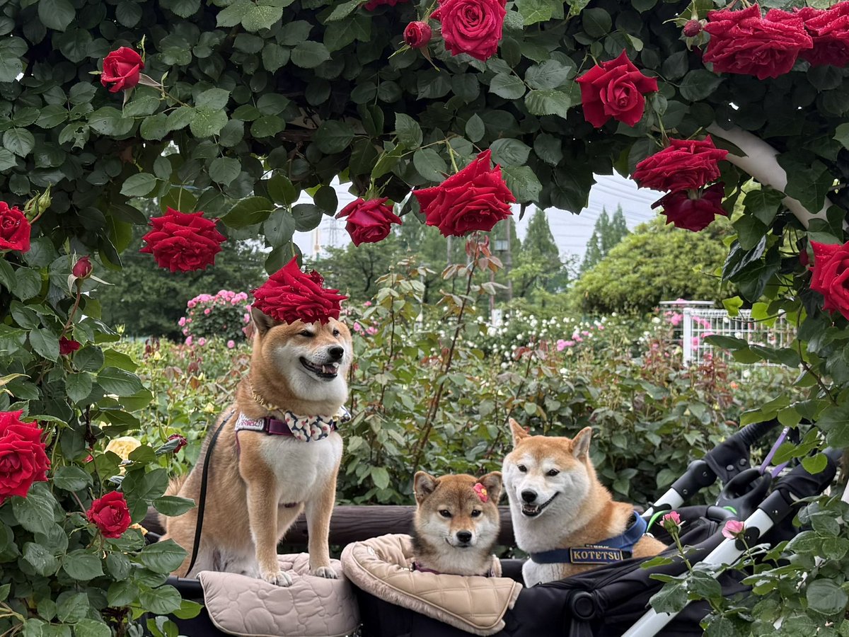 chachamarock's tweet image. バラのヅラをかぶっている
みたいな子がうちの子です🌹　

#柴犬
