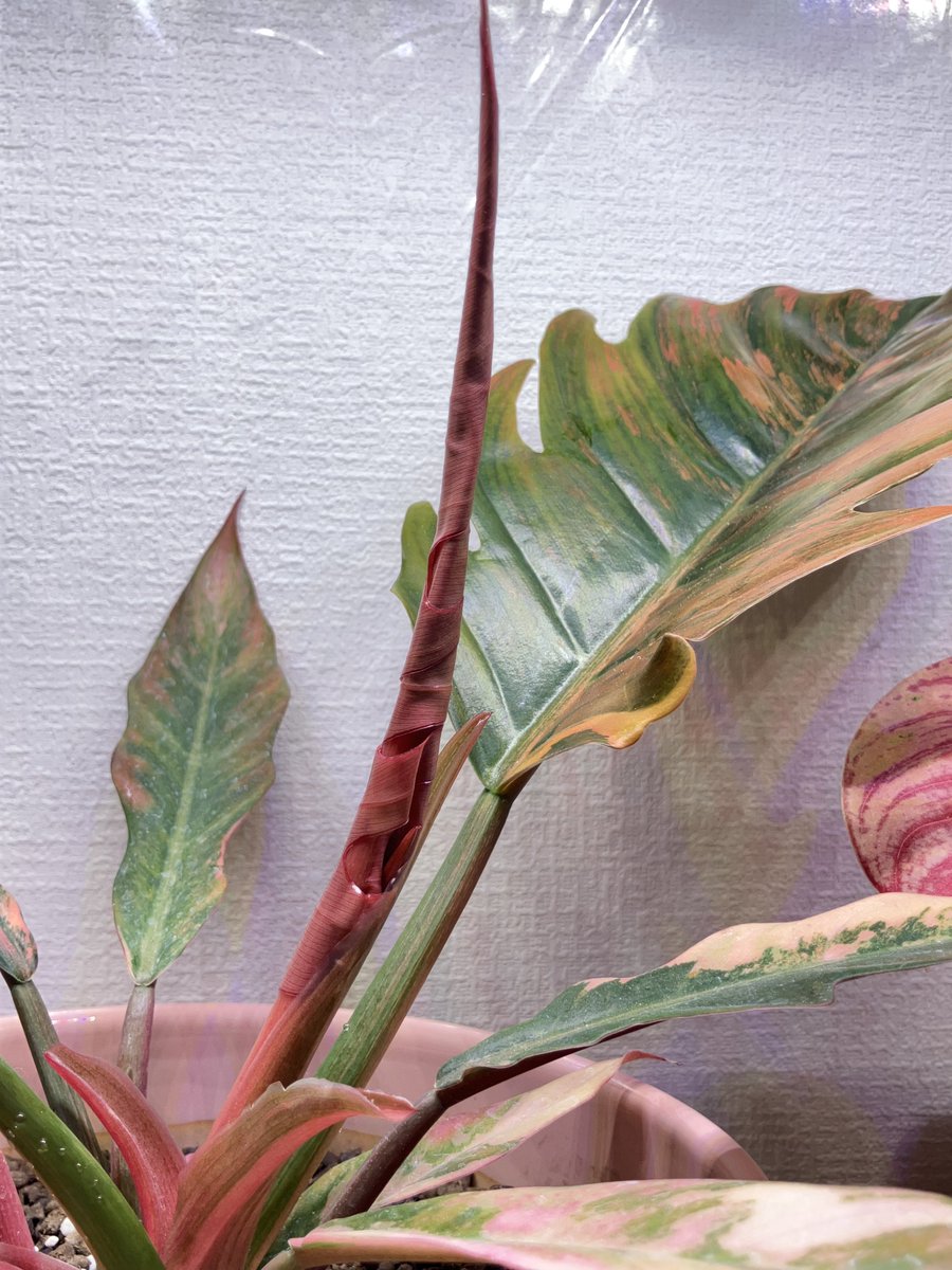 キャラメルマーブル🌸
ドリルの展開が待ち遠しいっ🥰