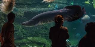 I have multiple words or concepts I have to look up every time I think of them. This time, it’s arapaima.