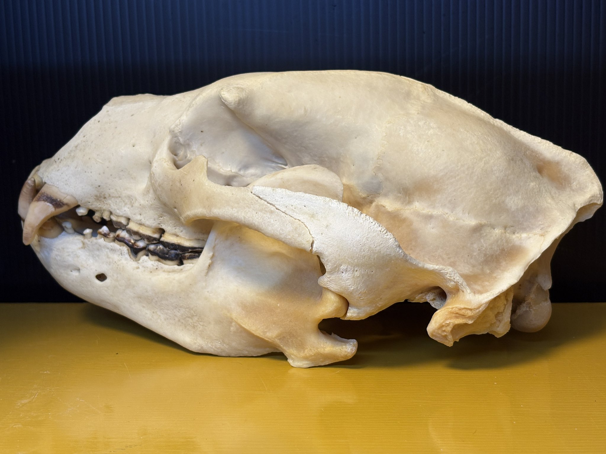 クマ　熊　月輪熊　頭蓋骨　deer skull 【薬剤不使用】 クマ 熊 月輪熊 頭蓋骨 deer skull 【薬剤不使用