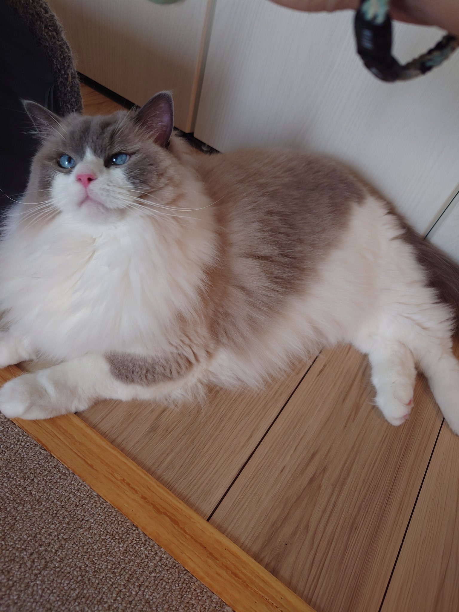 s*i様 2020年パラオ 10ドル銀貨 「猫がいない時ねずみが踊る」（NGC
