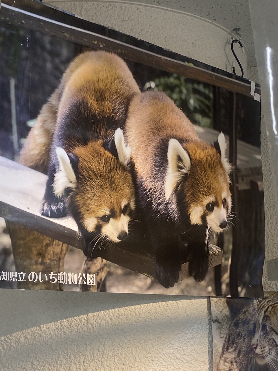 パプアくん (@pro824824824) / Posts / X