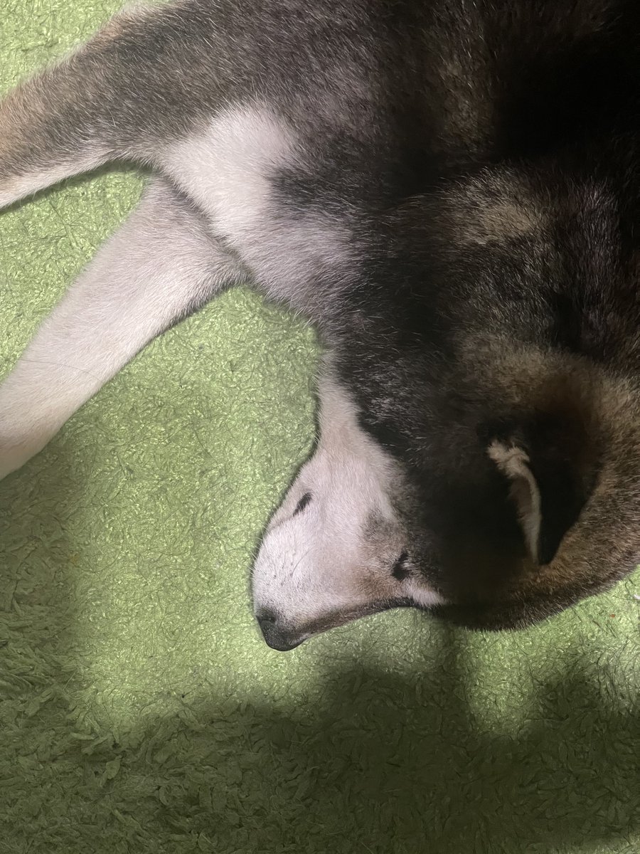 足元で安心して寝てるの愛おしい

#いぬのいる暮らし #柴犬のいる幸せ
#InU #HIKE #豆柴 #四国犬