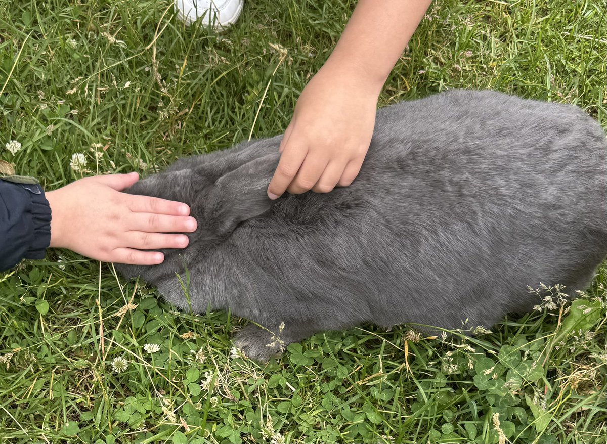 While a therapy animal visit is wonderful, there is nothing like being able to offer the gift of a SOUL-filled experience at SOUL Harbour Ranch 💜Families from WINGS Program, Inc. built close connections as they visited, pet, groomed, hugged &amp; walked our therapy animals.
