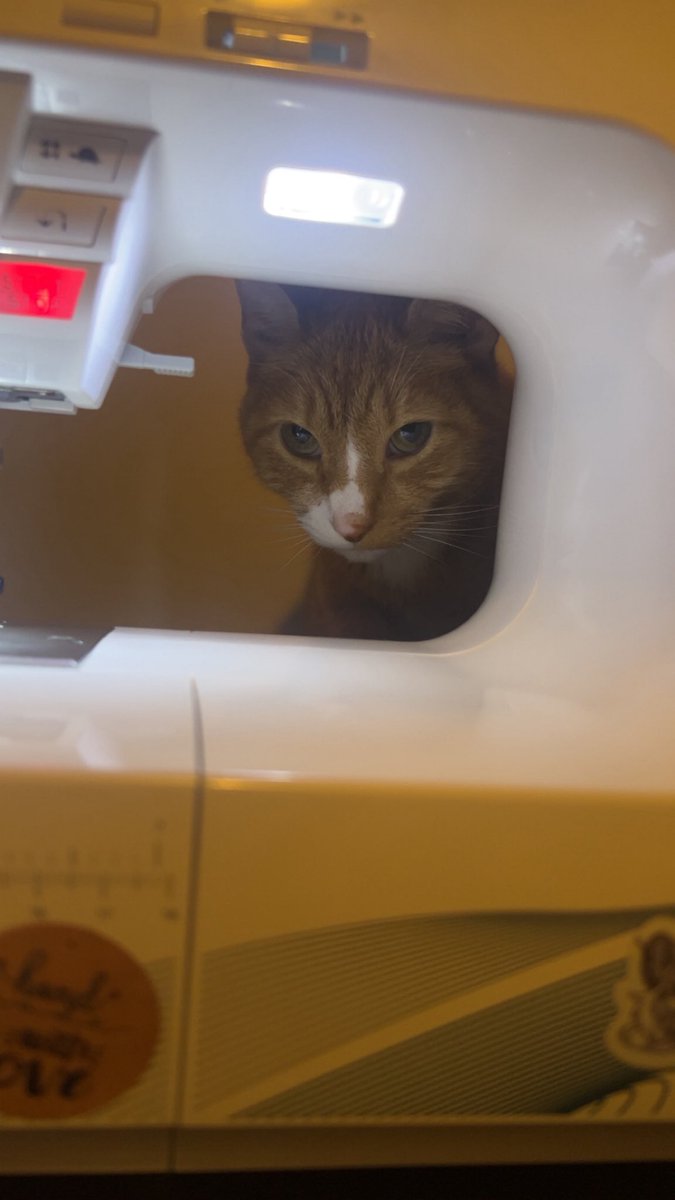 FurtasticStudios tweet media