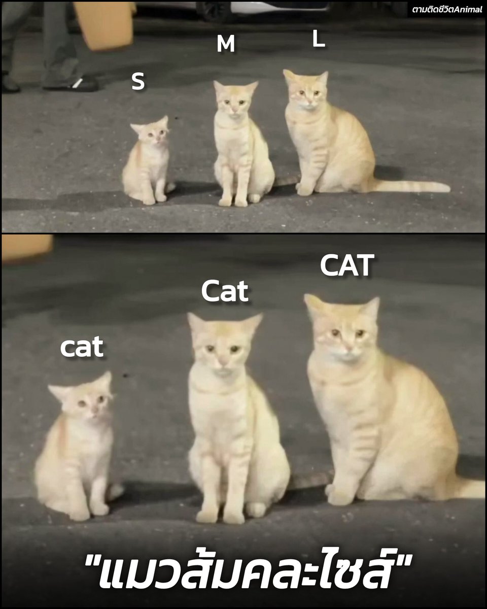 สิ่งที่คุณอาจจะยังไม่รู้ภาพนี้คือ "ครอบครัวส้มแบบคละไซส์" 🍊🍊🍊
อาณาจักรสัตว์โลก มีม&amp;สาระ By ตามติดชีวิตAnimal 
#แมว #ทาสแมว #แมวส้ม #อาณาจักรสัตว์โลก #ตามติดชีวิตAnimal
