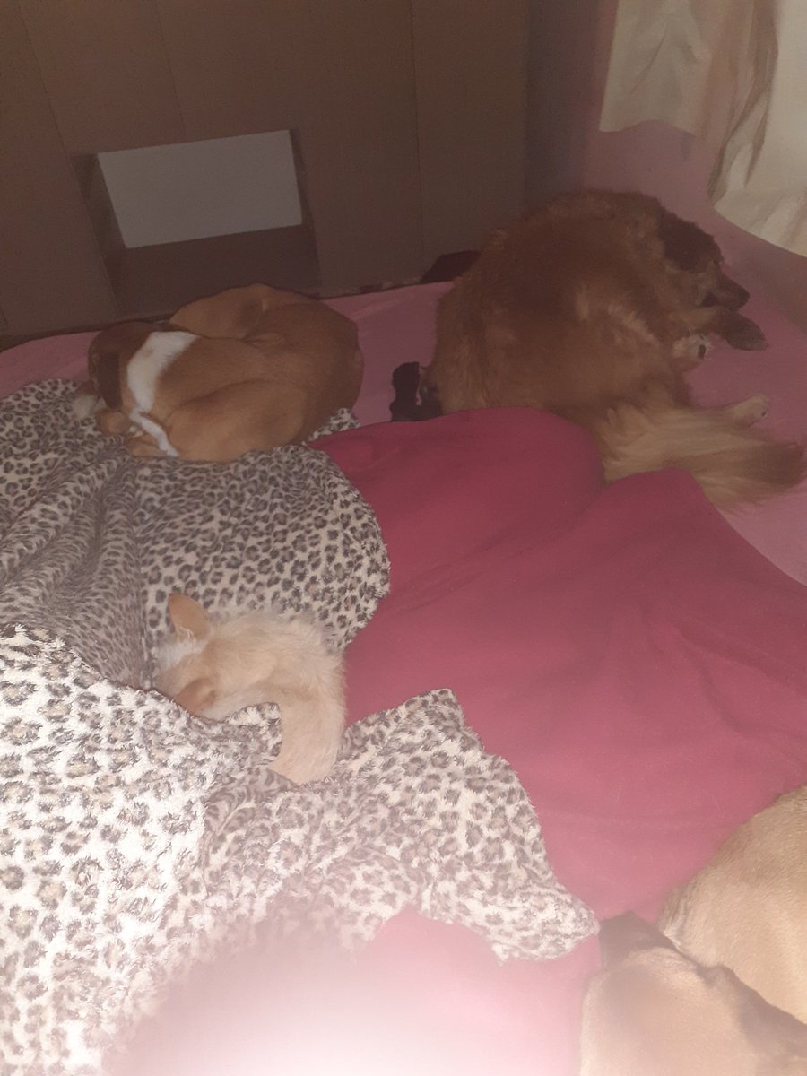 Vou me entregar aos braços de Morfeu. 
Mas a luta por espaço na cama...
Vou fazer um tatame. Mas acho que mesmo assim vou parar no chão. 🙄
