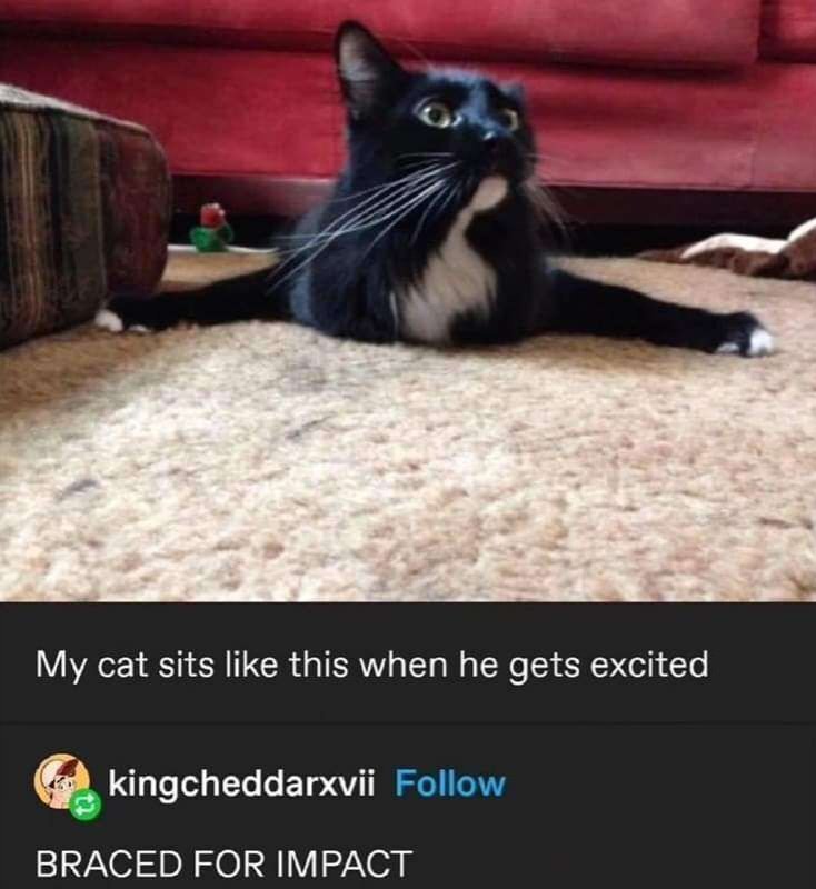 CATBRAINCELL's tweet image. 