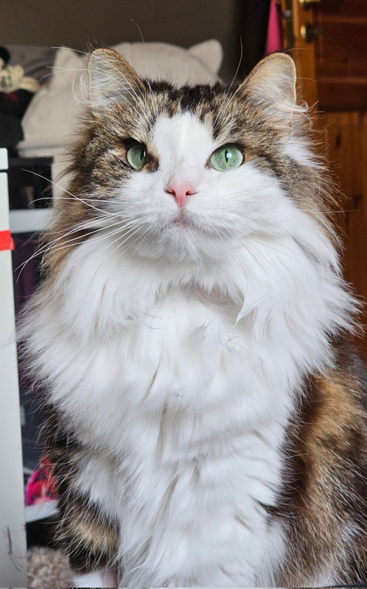 Shiro__yuukii's tweet photo. !Please read! 🥺

Donate: https://t.co/eblox3IO9Q
NSFW Sets:
https://t.co/0RAScnKSBQ

#Donate #SaveMe #Cat #CatLover #AnimalLover #Animal #HelpMyCat #Cancer #HelpCancer #Tumor #HelpTumor #Fyp #MyFyp #FypSound #FypSounds #DonateLife #Animalloss #Fypp #Fyppp #PleaseHelp #CatLoss https://t.co/MibB8xRHPV