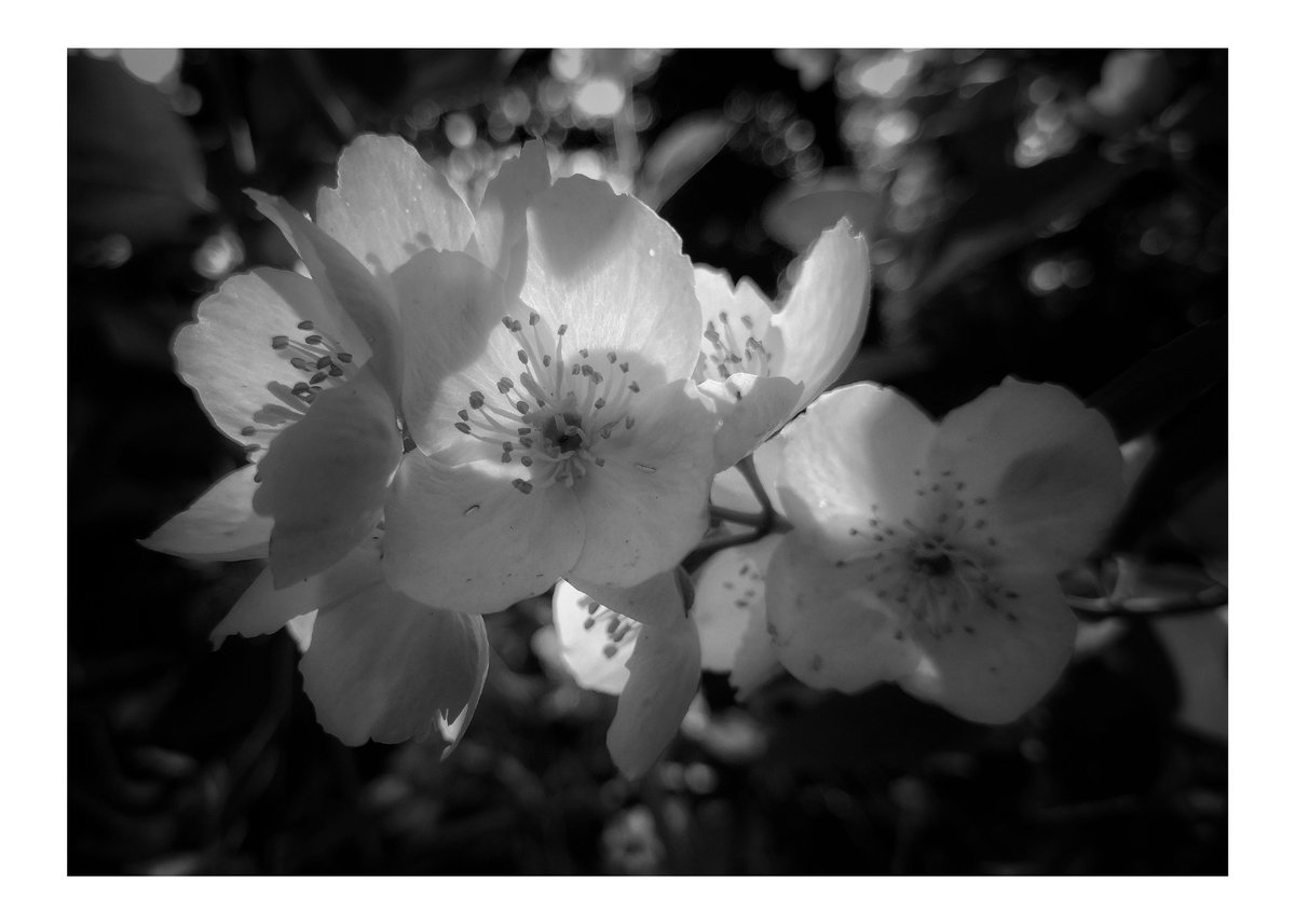 MarkChortsNotes's tweet image. ...sold...
#Collection #PhotoArts #sales #NaturePhotography #bnw #blackandwhitephotography #monochrome #photo #Photography #photooftheday #nature #naturelovers #jasmine #Flowers #garden #mobilephotography