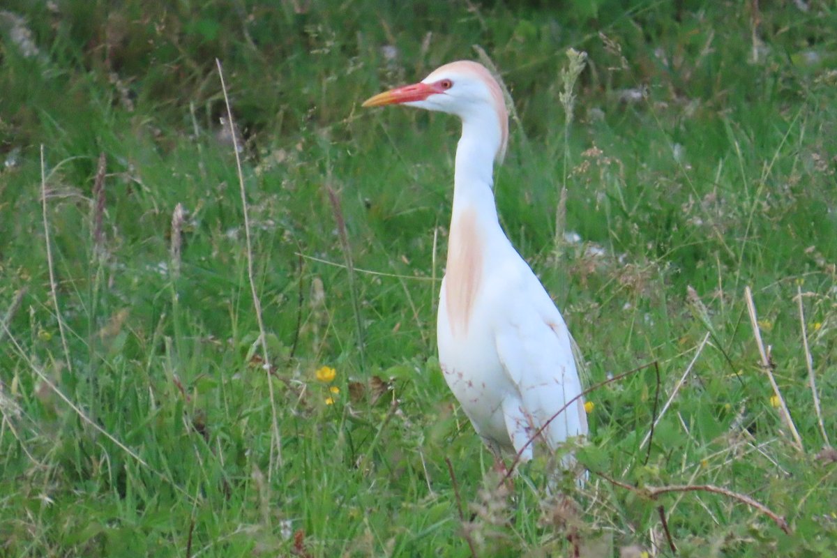 Koereiger in kl. Vlakte Zwin Knokke
