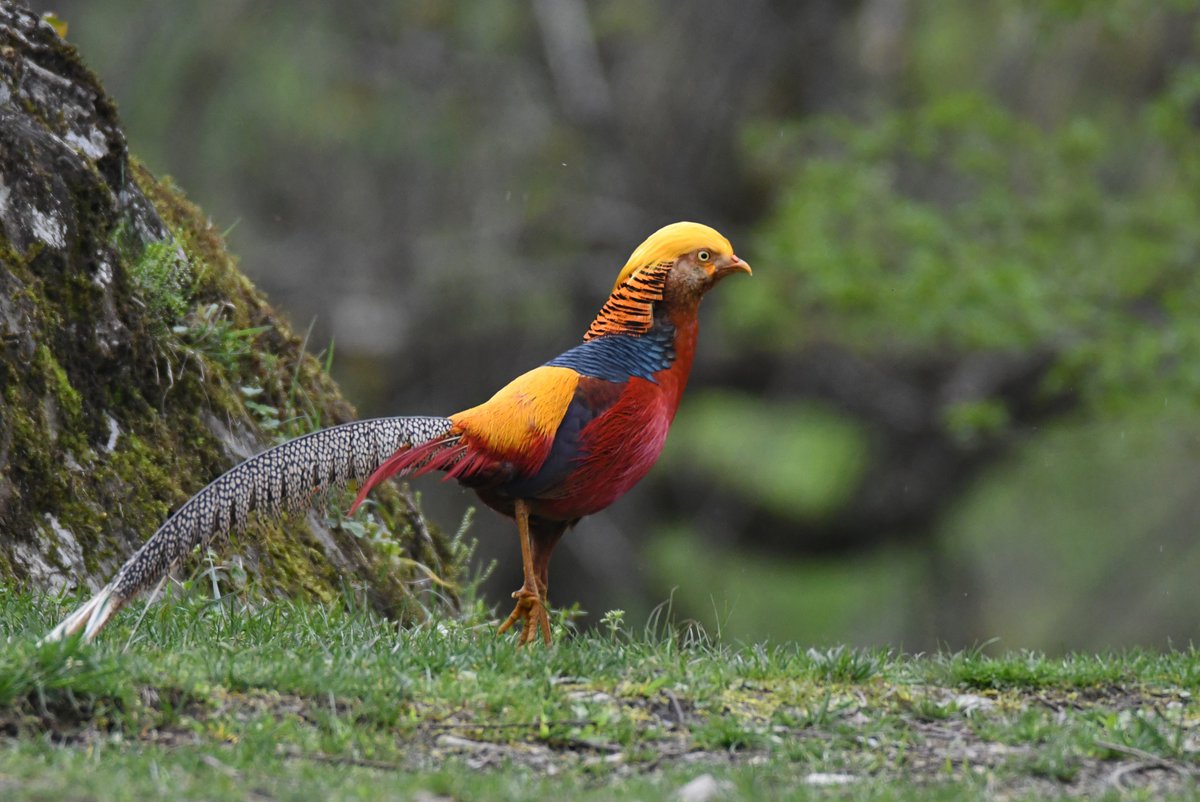 キンケイ＠四川省汶川県