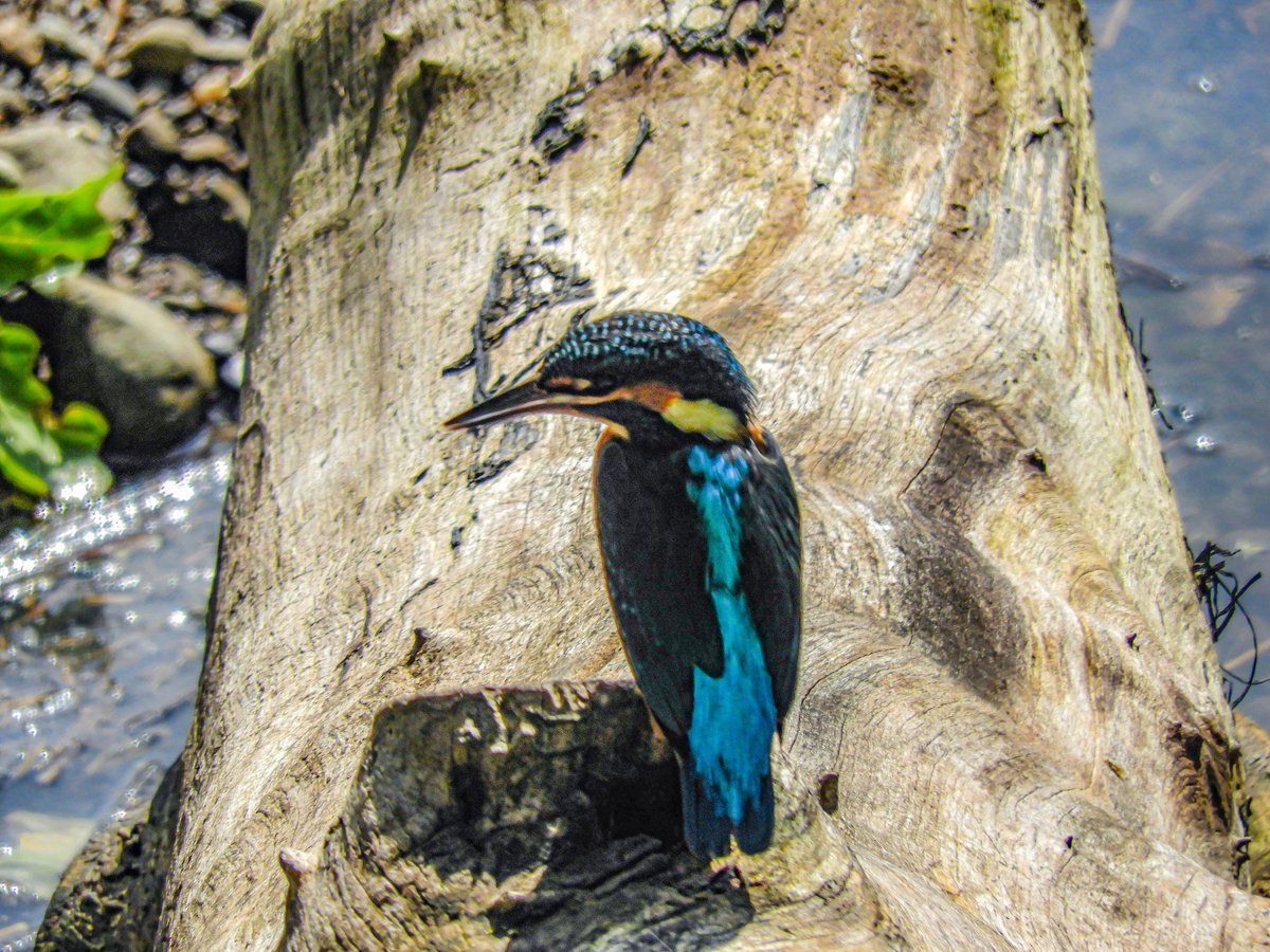 Marilyn E Williams (@madmaz2112) on Twitter photo The Black Swan & The Kingfisher, The Spinneys Aberogwen Nature Reserve, Nr Bangor ๐คโค๐๐งก<a href="/Ruth_ITV/">Ruth_TV</a> <a href="/DerekTheWeather/">Derek Brockway - weatherman</a> <a href="/ItsYourWales/">It's Your Wales</a> <a href="/BBCWalesNews/">BBC Wales News</a> <a href="/BBCWales/">BBC Wales ๐ด๓ ง๓ ข๓ ท๓ ฌ๓ ณ๓ ฟ</a> <a href="/NTCymru_/">National Trust Cymru</a> <a href="/BangorWalesNews/">The Bangor Aye</a> <a href="/Natures_Voice/">RSPB</a> <a href="/nationaltrust/">National Trust</a> <a href="/Papur_Menai/">Papur Menai</a> <a href="/RSPBCymru/">RSPB Cymru</a> <a href="/North_Wales_WT/">North Wales Wildlife Trust</a> <a href="/IoloWilliams2/">Iolo Williams</a> #ThePhotoHour The Black Swan & The Kingfisher, The Spinneys Aberogwen Nature Reserve, Nr Bangor ๐คโค๐๐งก<a href="/Ruth_ITV/">Ruth_TV</a> <a href="/DerekTheWeather/">Derek Brockway - weatherman</a> <a href="/ItsYourWales/">It's Your Wales</a> <a href="/BBCWalesNews/">BBC Wales News</a> <a href="/BBCWales/">BBC Wales ๐ด๓ ง๓ ข๓ ท๓ ฌ๓ ณ๓ ฟ</a> <a href="/NTCymru_/">National Trust Cymru</a> <a href="/BangorWalesNews/">The Bangor Aye</a> <a href="/Natures_Voice/">RSPB</a> <a href="/nationaltrust/">National Trust</a> <a href="/Papur_Menai/">Papur Menai</a> <a href="/RSPBCymru/">RSPB Cymru</a> <a href="/North_Wales_WT/">North Wales Wildlife Trust</a> <a href="/IoloWilliams2/">Iolo Williams</a> #ThePhotoHour