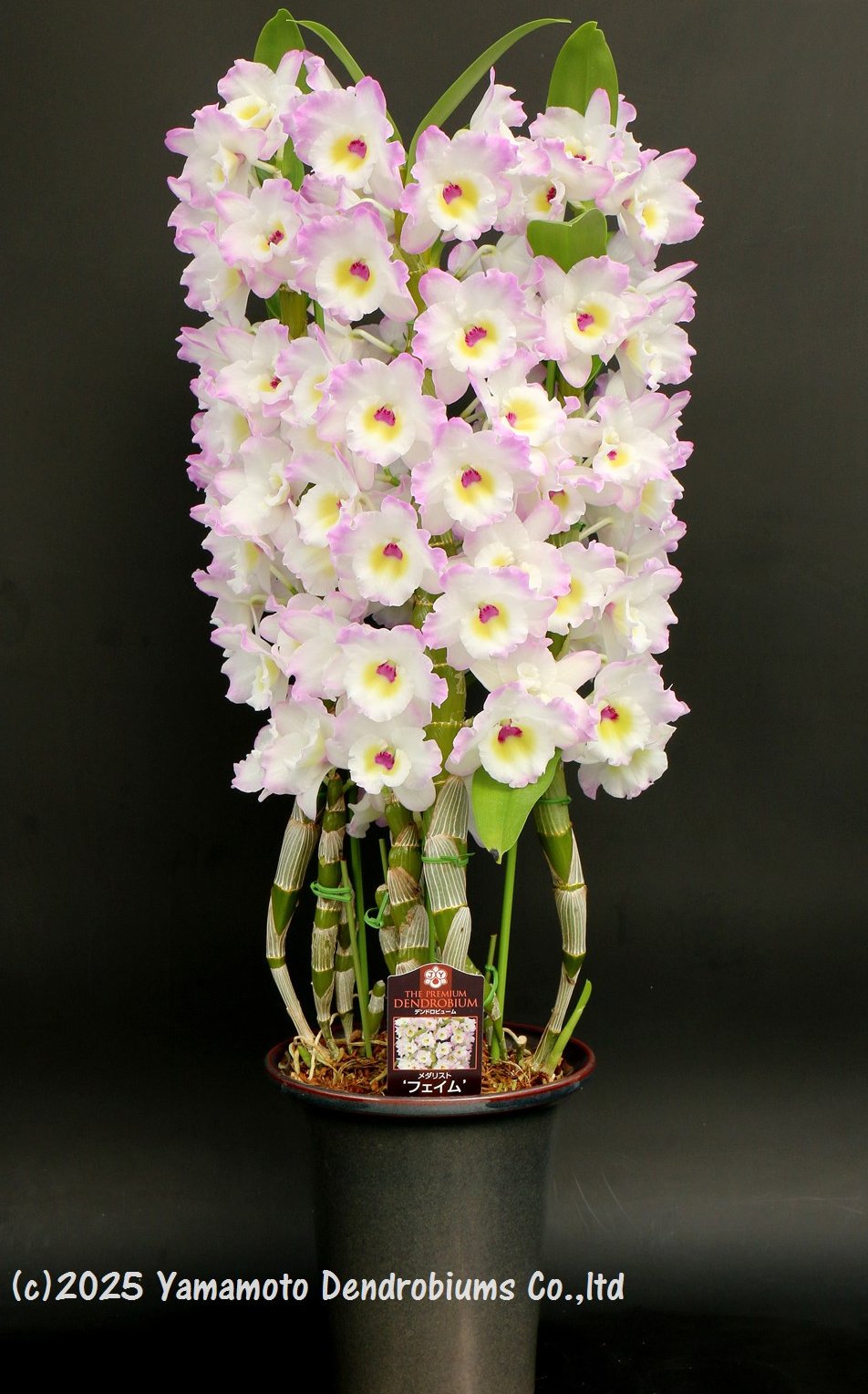 Yamamoto Dendrobiums (@YDendrobium) / X
