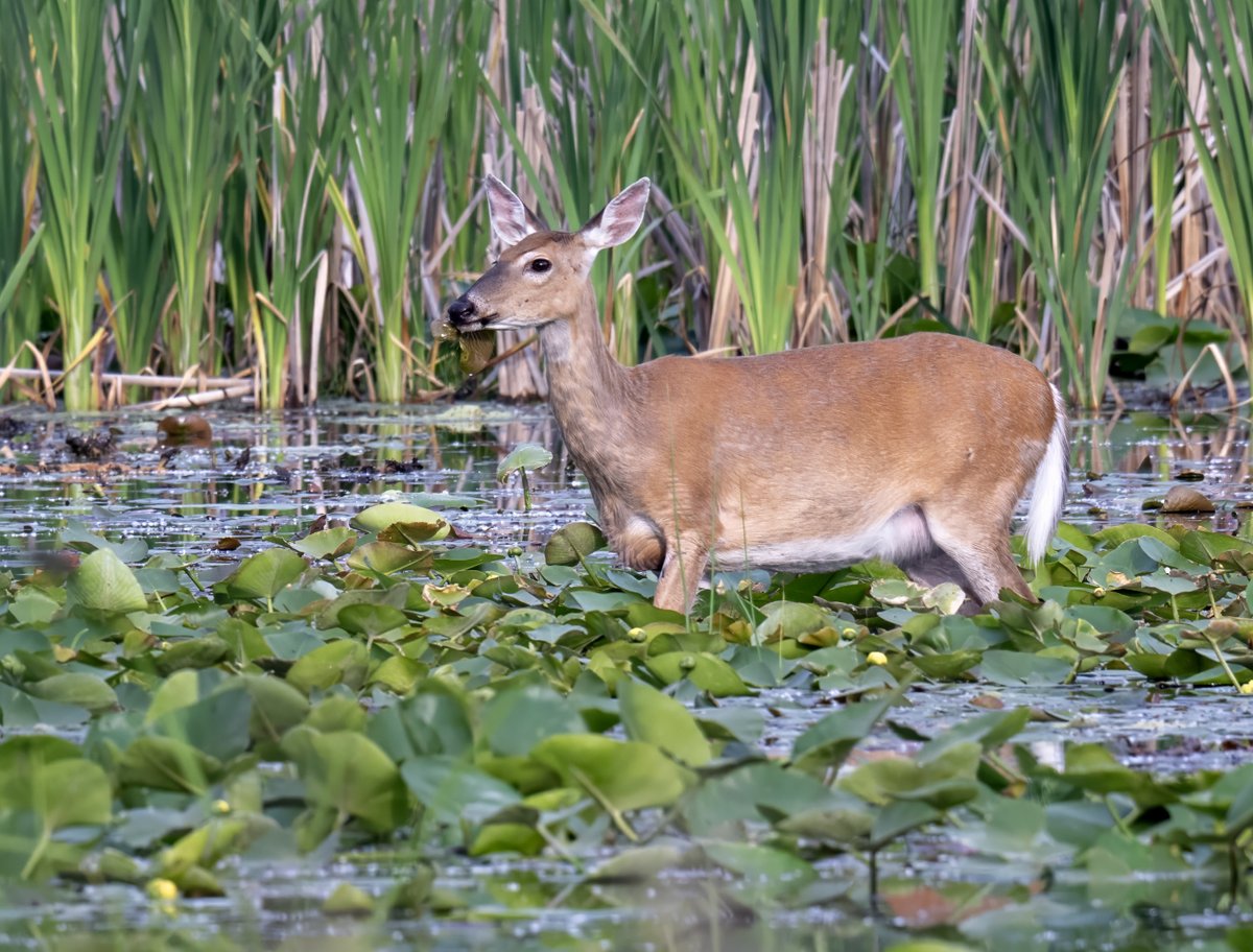 A White-tailed deer waded into the lake to munch on some water lily pads.