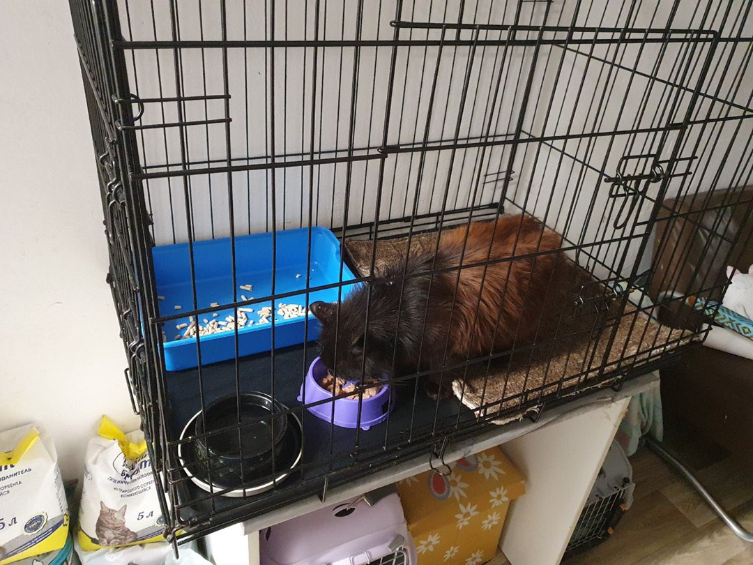 😻ДОБРО ПОЖАЛОВАТЬ. КОТ БЕГЕМОТ😻
В приюте появился новый подопечный. Его нашли под Зеленогорском. Сутки сидел, вжавшись в стенку магазина. Потом отходил в траву лежать, спать - как итог масса клещей, сопли, куча блох. Кот был доставлен в клинику, обработан от паразитов, сдал…