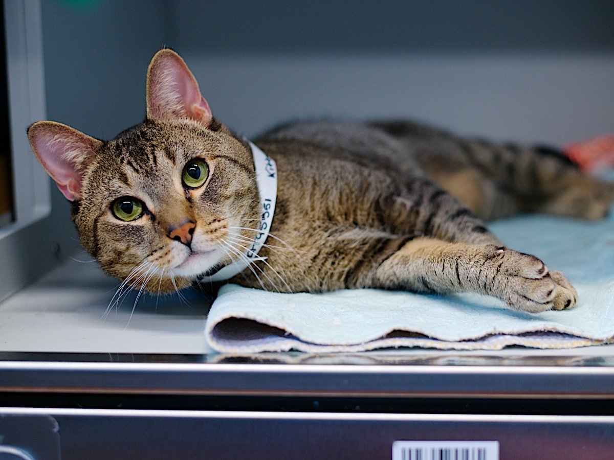 OWNER IS A FAILURE. Owner came to QACC with his cat Kitty. Client stated they have had the cat since it was a kitten. Client said around a year old he started to spray around the house. Client said they do not believe in neutering . Click for full story.
facebook.com/photo/?fbid=11…