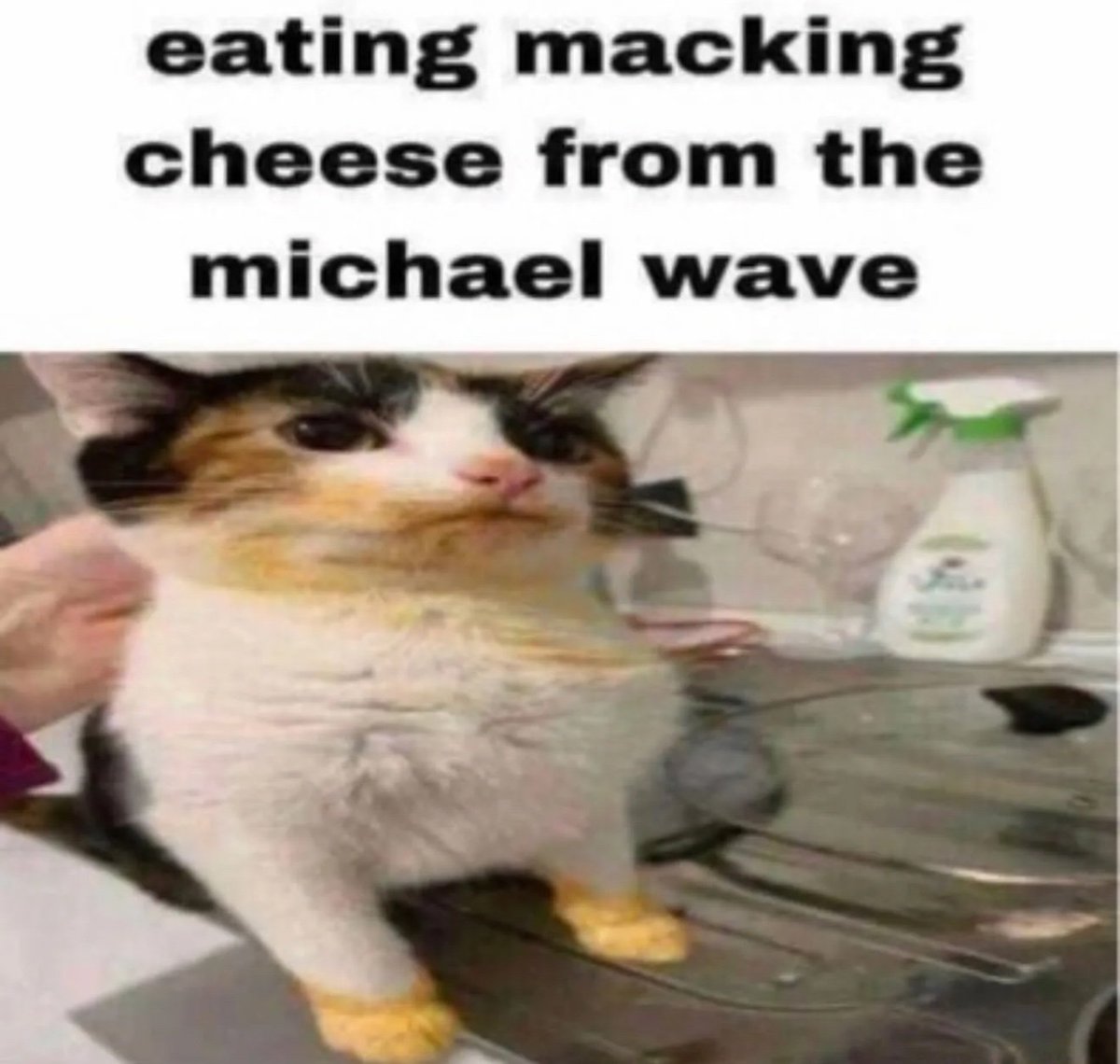CATBRAINCELL's tweet image. 