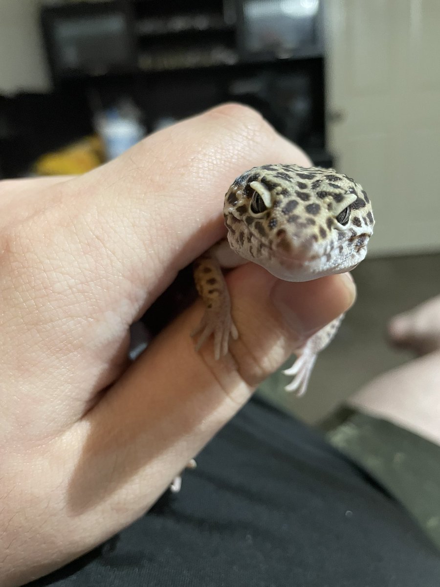 <a href="/GeckosDaily_/">Geckos Daily🦎</a> This is diablo, angry little fella