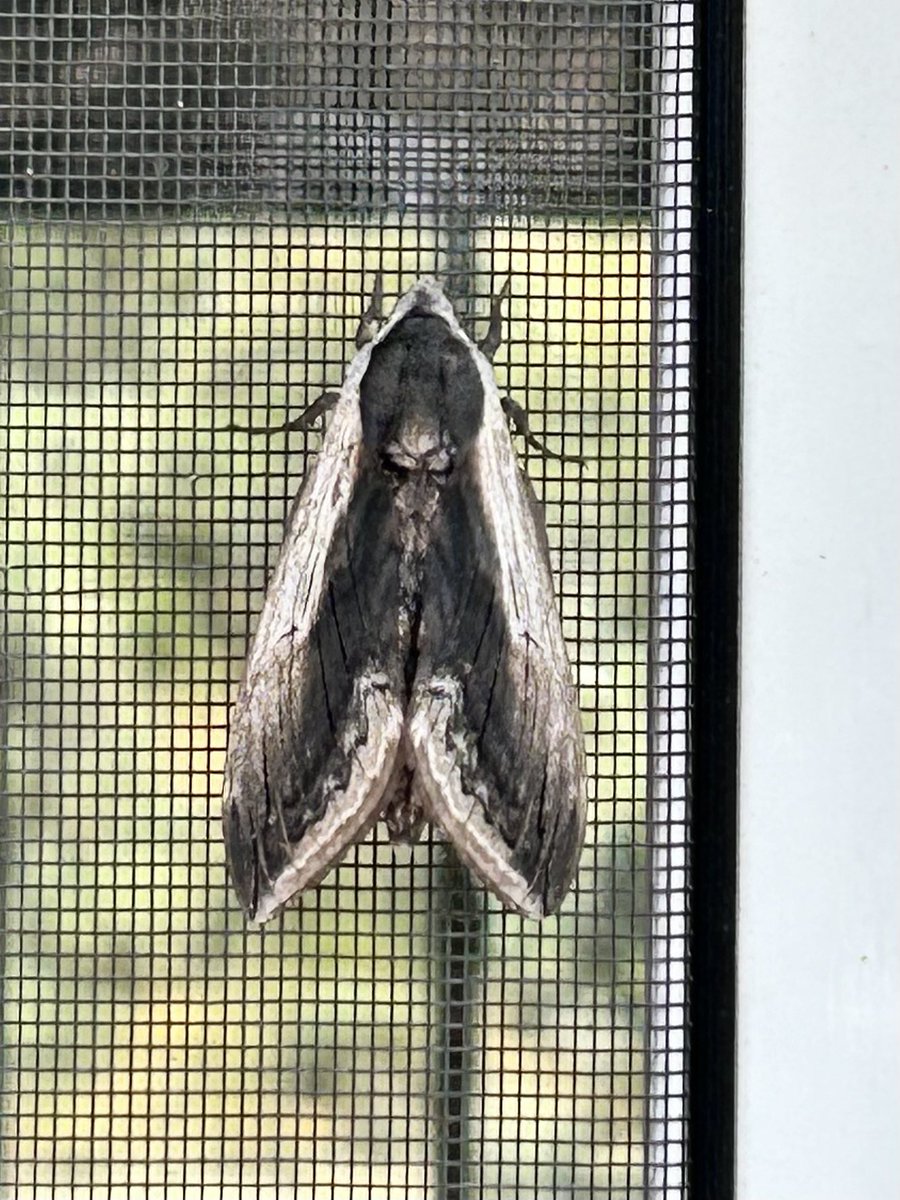domperignah's tweet image. Hey @CrocodileCam do you know if this is a moth or butterfly?