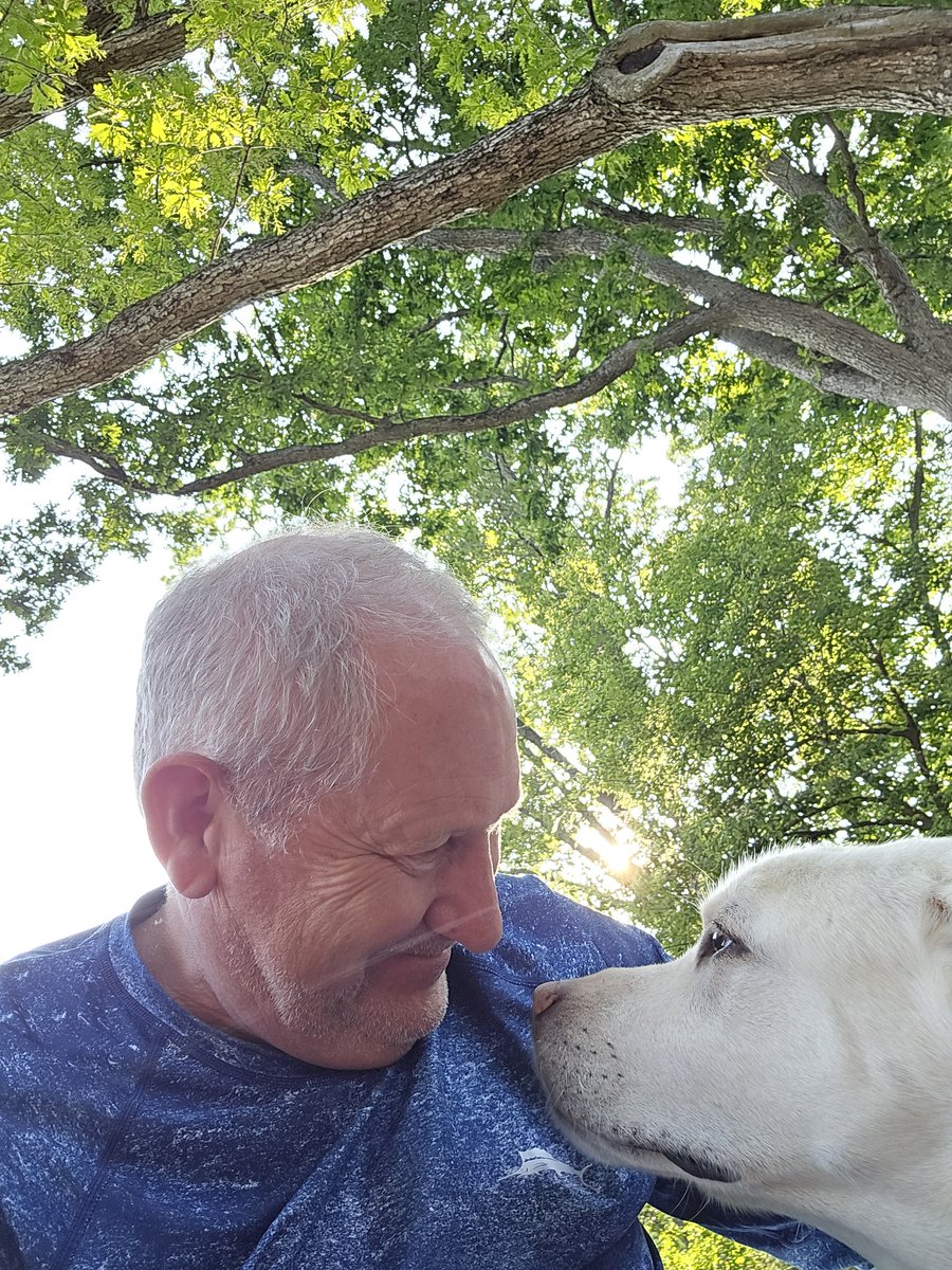 Invasion of the English Labrador....#sadiesomm is off somewhere sulking 🤷‍♂️