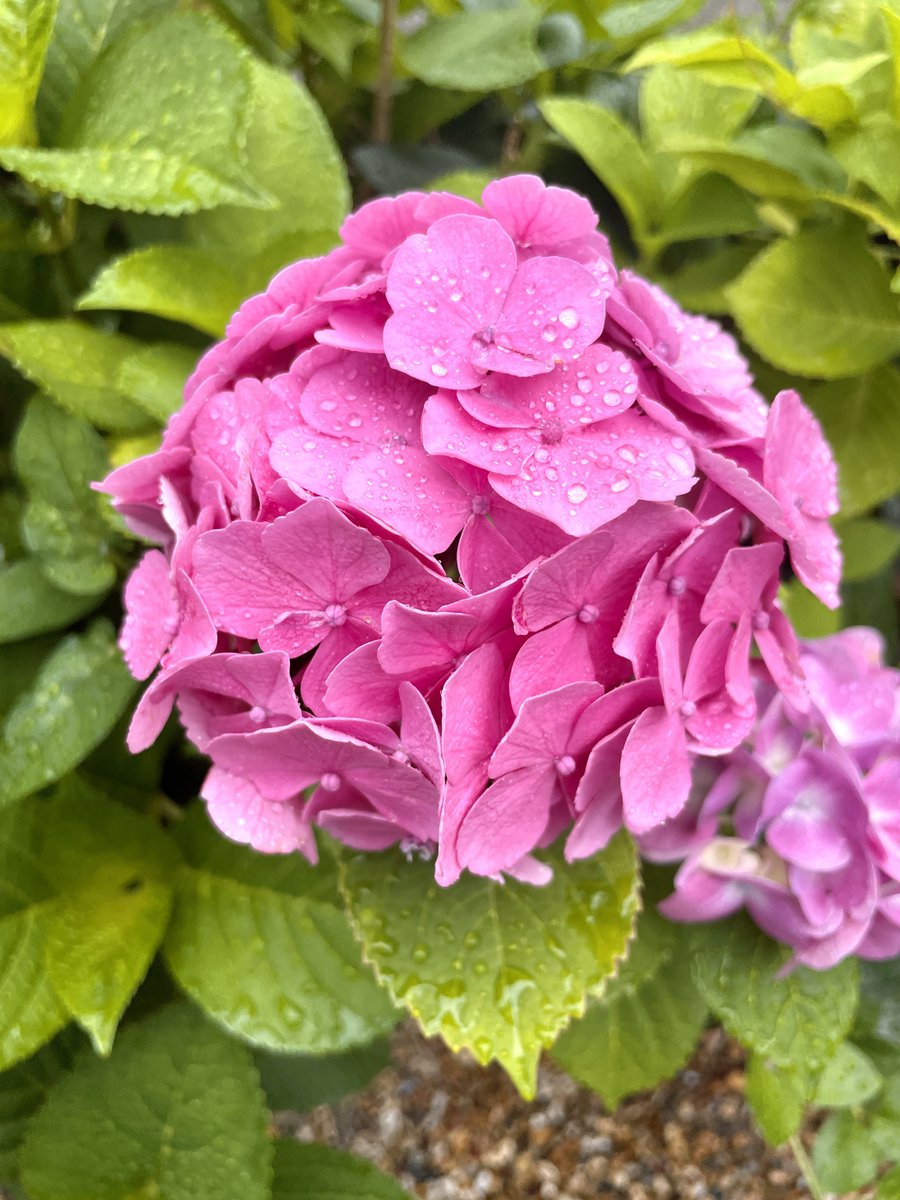💐ウォーキングで出会ったお花 💐

雨上がりの紫陽花💝

紫陽花の赤ちゃんが大きなお花になりました😄

ピンクの色合いが素敵です😍

ありがとう地球、ありがとう紫陽花❗️
🙏🌏🌎🌍🙏

#紫陽花 #hydrangea #Flowers #花写真 #Arigato地球 #ArigatoEarth #感謝 #ARIGATO