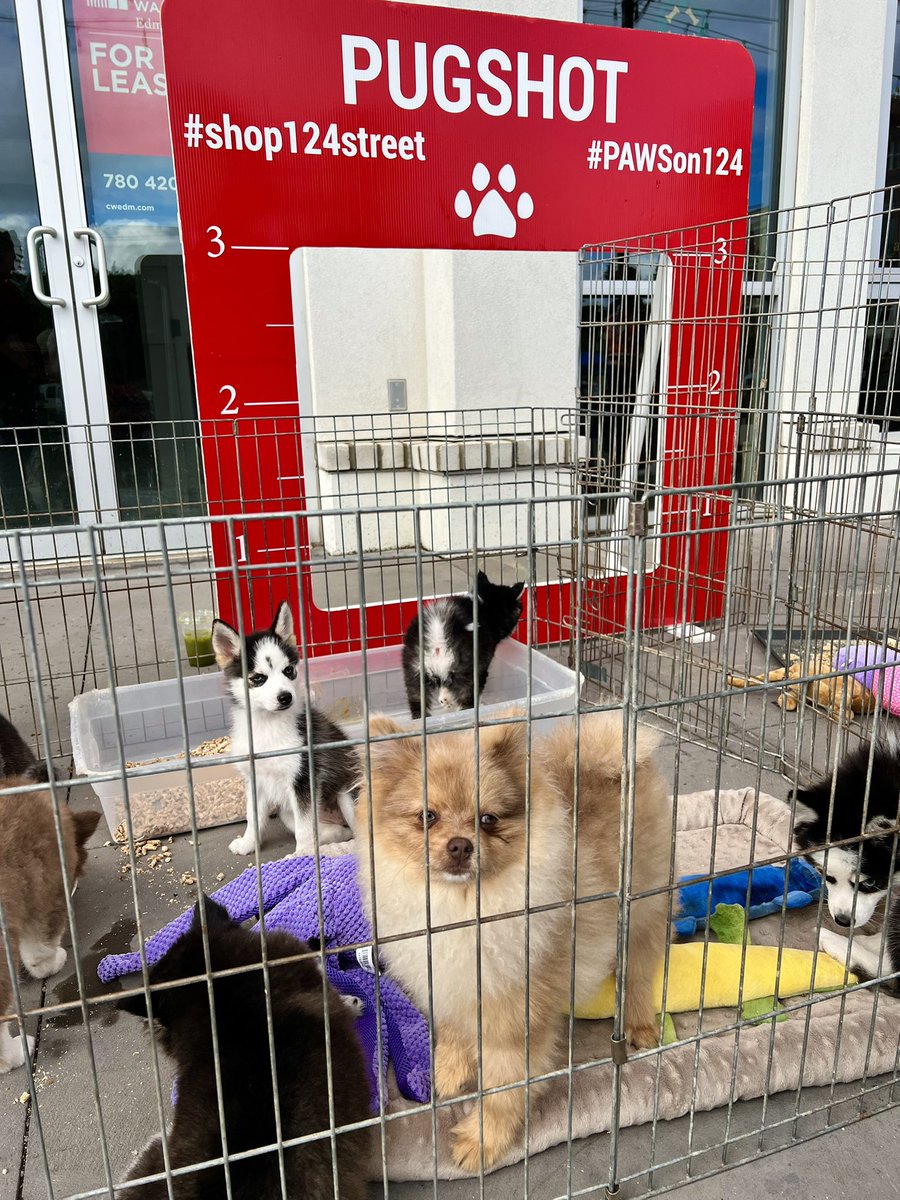 Kris Cromwell (@inglewitch) on Twitter photo The puppies have landed! There’s adoptable puppies <a href="/shop124street/">124 Street Business Association</a> Oilers Watch Party #GoOilersGo The puppies have landed! There’s adoptable puppies <a href="/shop124street/">124 Street Business Association</a> Oilers Watch Party #GoOilersGo