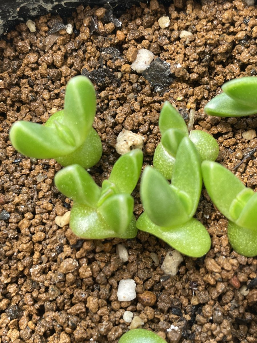 #フォーカリア
#白花