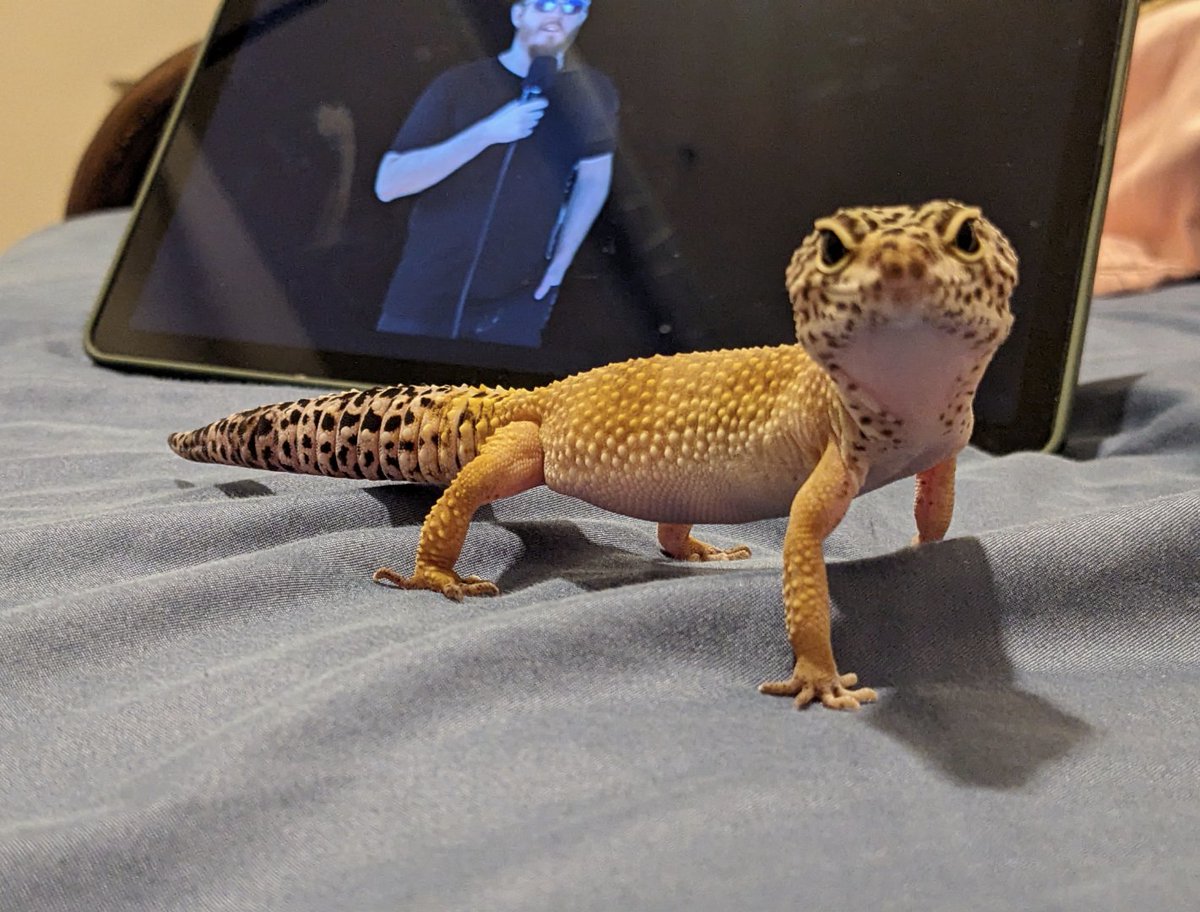 <a href="/GeckosDaily_/">Geckos Daily🦎</a> Chloe Tiem c: