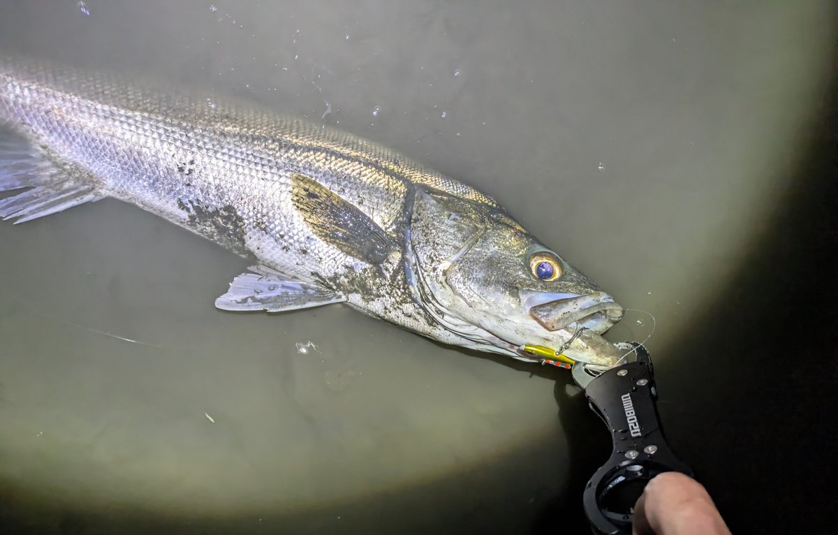 umibozu【公式】 (@umibozu_fishing) / X