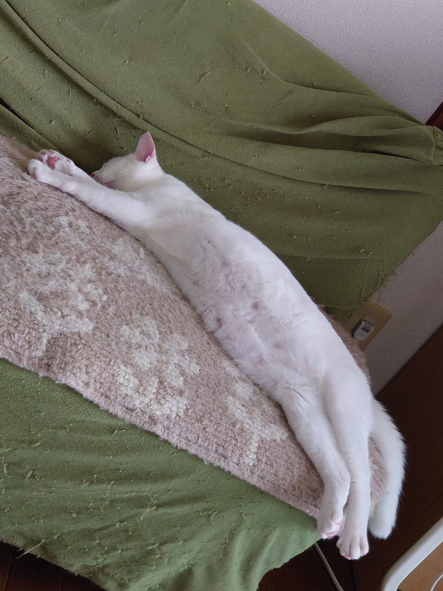 Ttmhero2's tweet photo. 『なつ』の爆睡

#ねこちゃん
#ネコが居るとカバーボロボロ😿 https://t.co/gO0TztW8c2