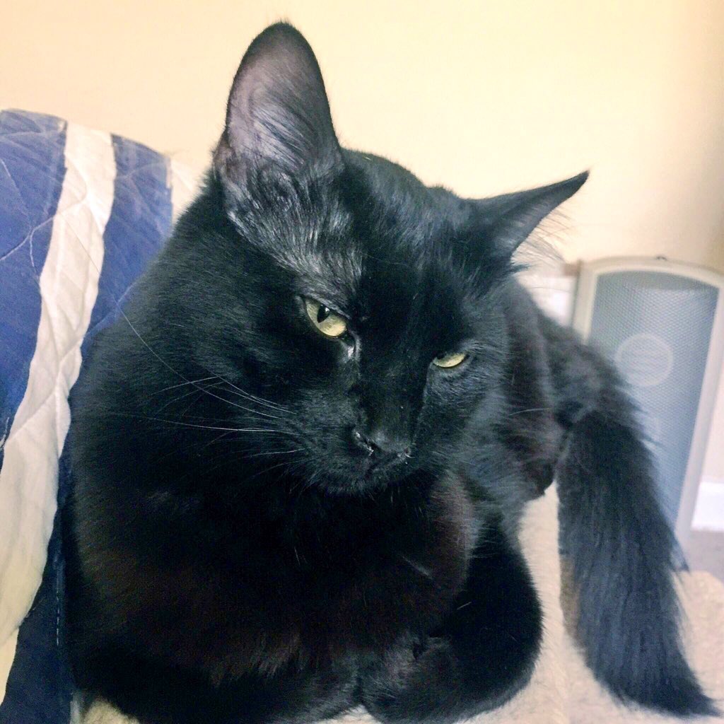 "Mad Cat" Cattis tweet media