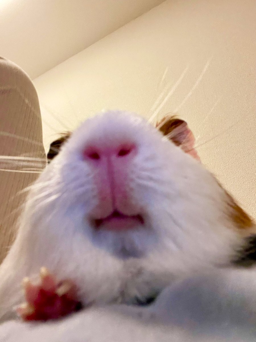 力を授けてくれる系モルモット…？
🫲🐹