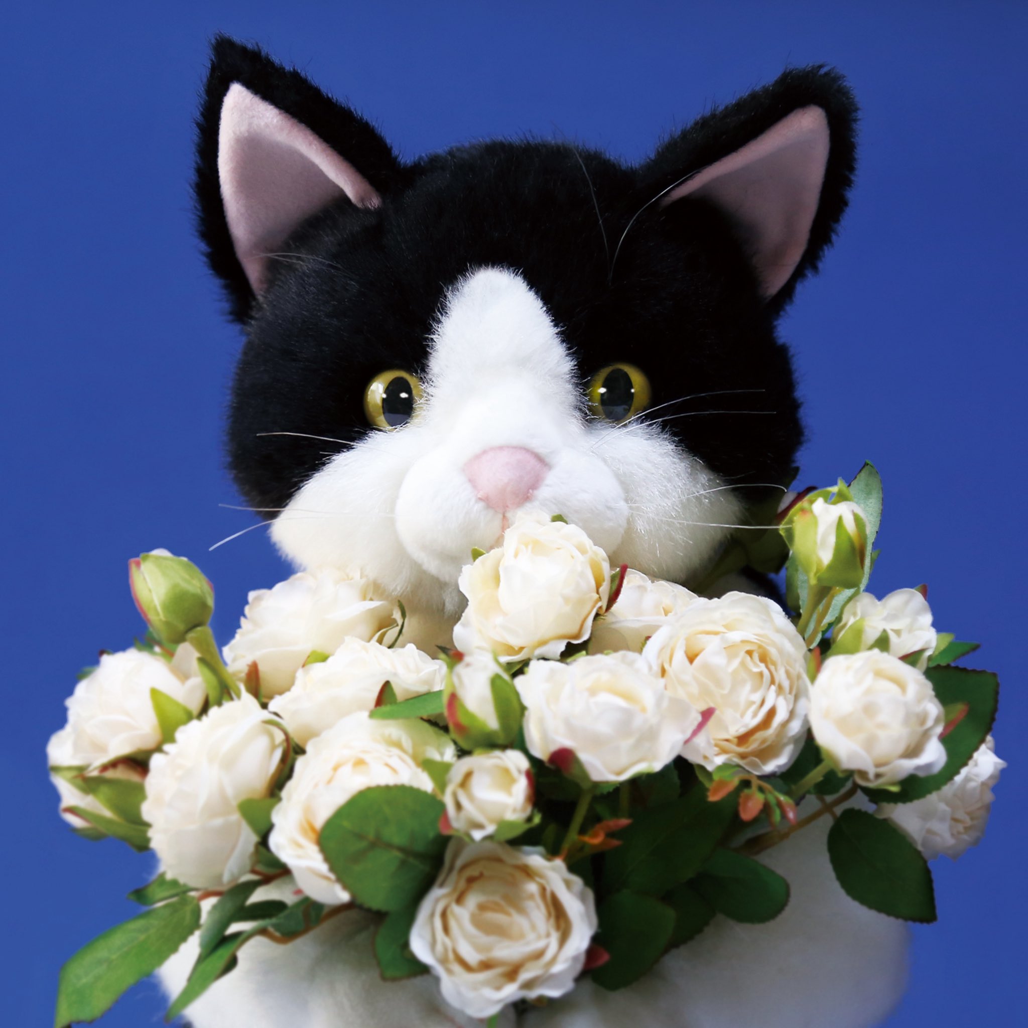 カドリー猫　ムッシュ cuddly cat Amazon.co.jp: 猫 ぬいぐるみ ムッシュ カドリー （ Cuddly