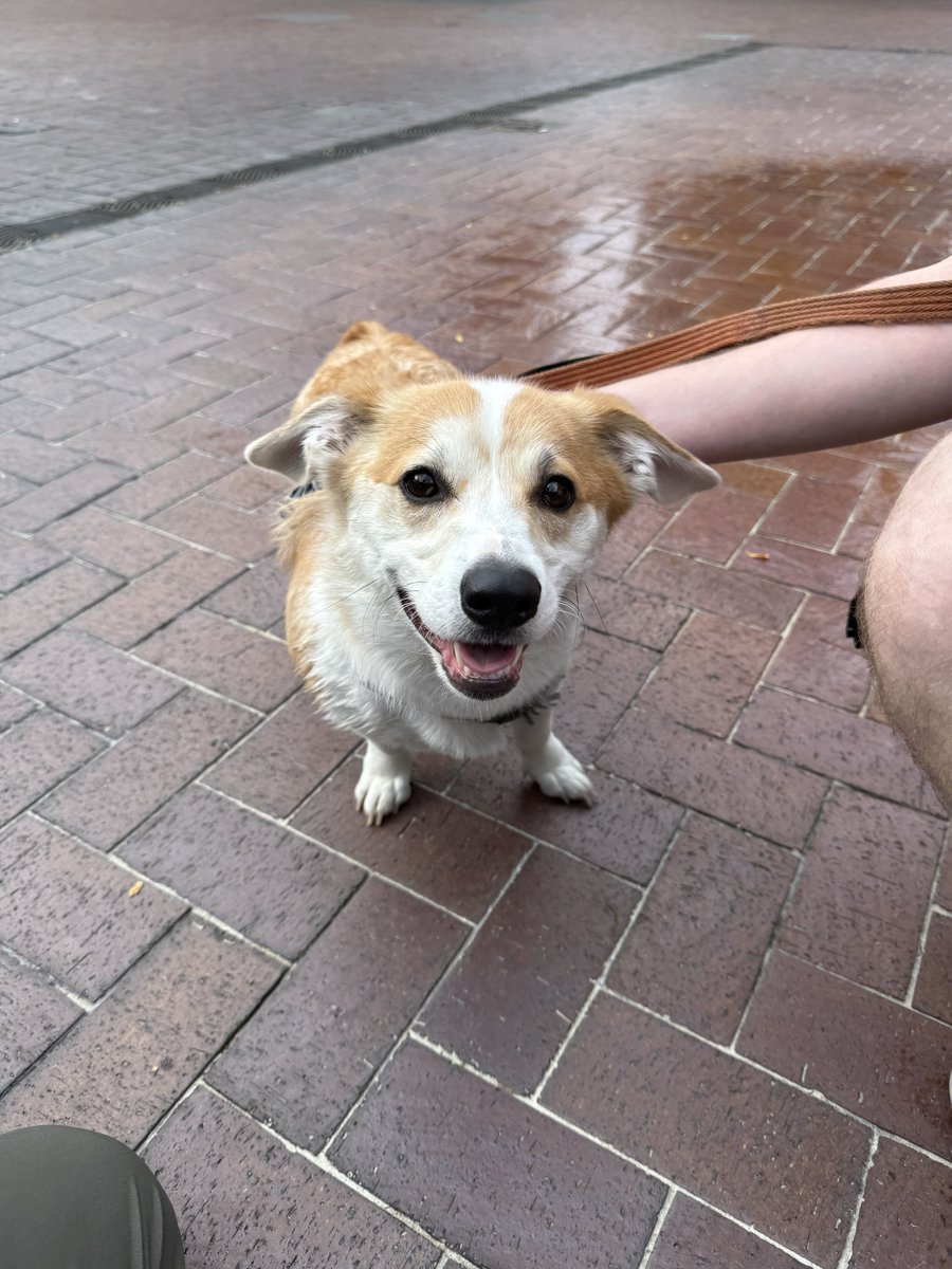 All the dogs are having a great day too ☺️