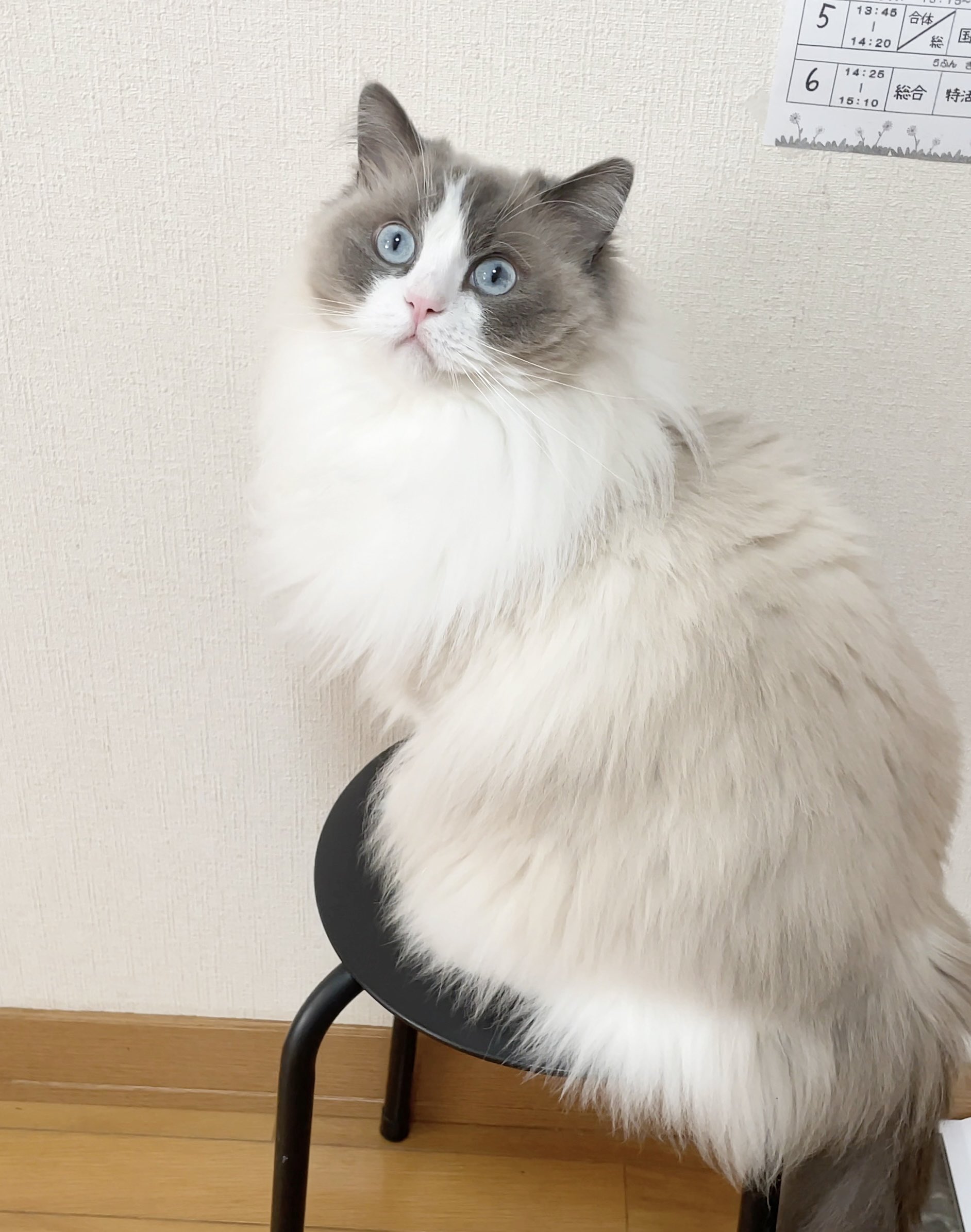 猫「牧草食べとる😳」｜PECO #ラグドール #猫 #猫のいる暮らし