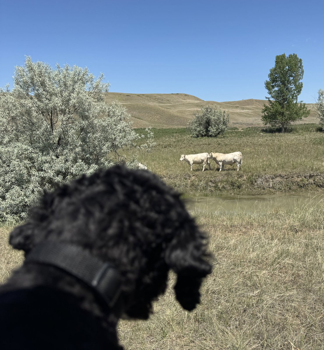 Jelly, the cow dog, reporting for her nightly watch! 
.
.
.
#debruyckercharolais #Charolais #cattle #cowdog #montana #ranchlife