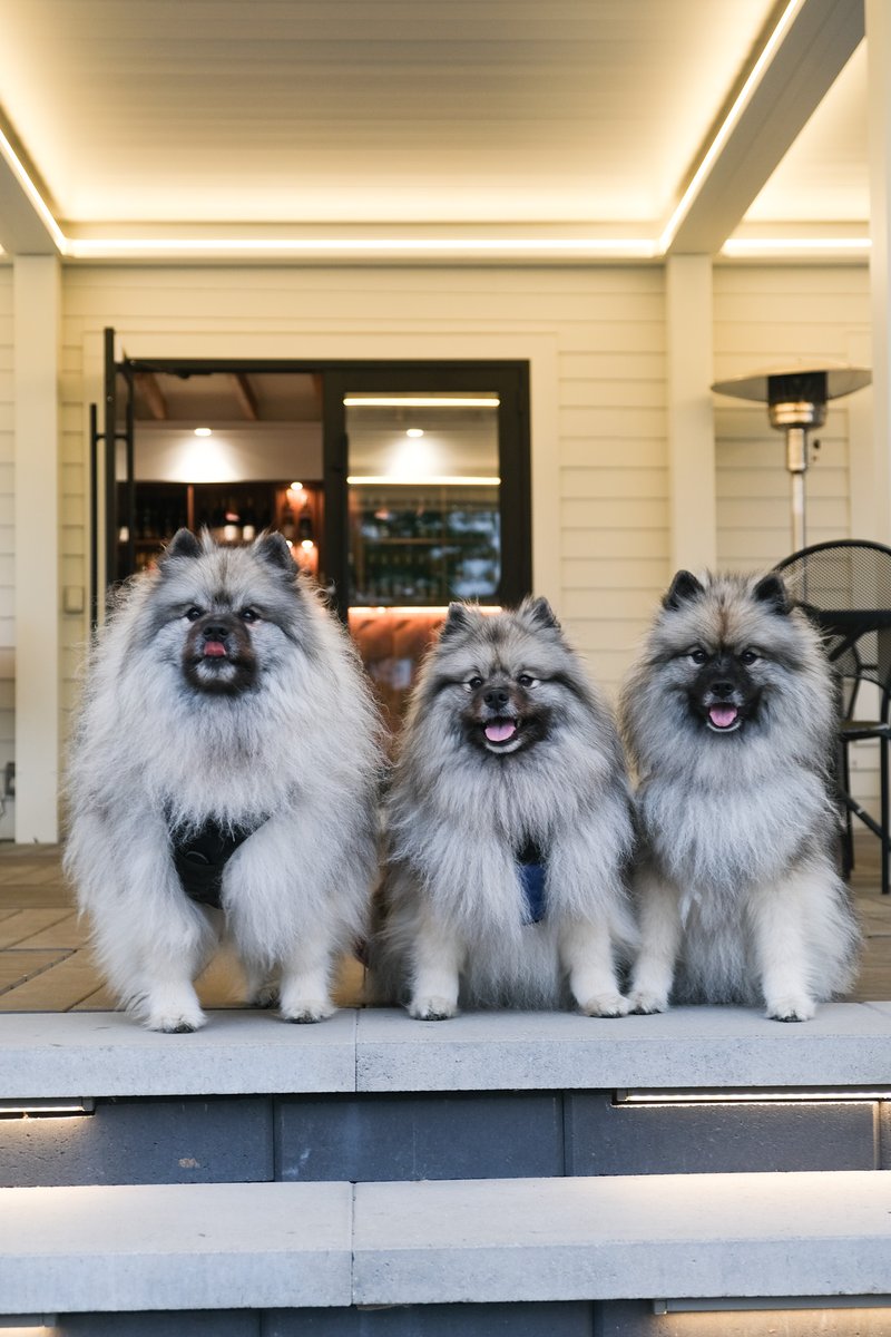 Paws &amp; pours! 🐾 Friendly reminder: we’re a 100% dog-friendly winery. Bring your four-legged pals along for a tasting adventure, and a few pets from our staff. 

#DogFriendly