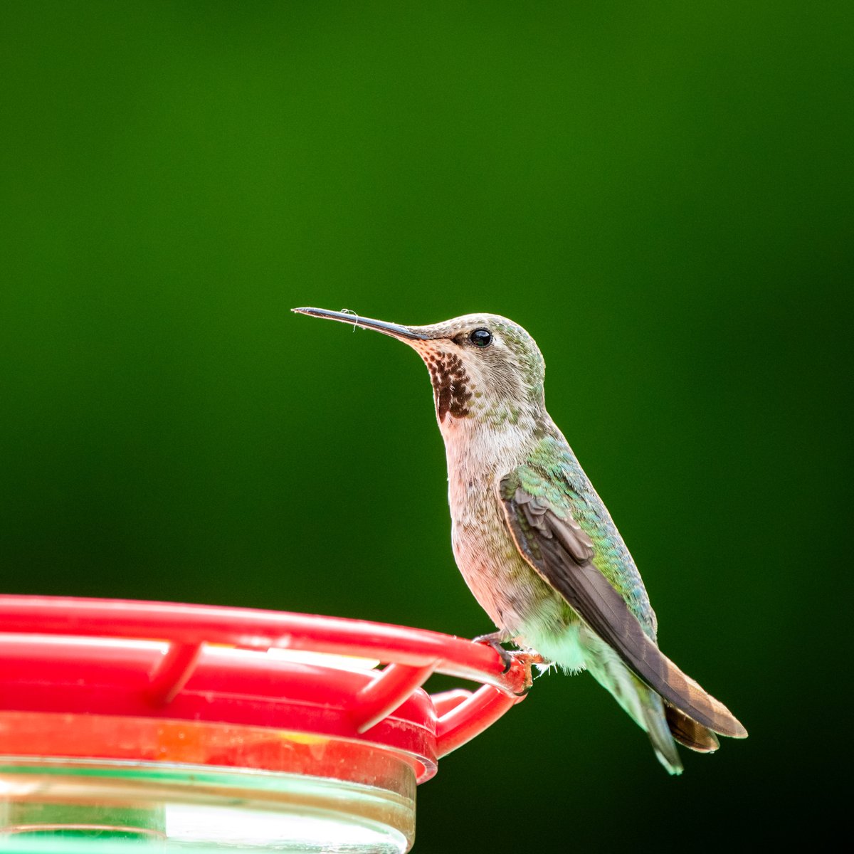 500mm at about 16 ft captures some nice detail on this little guy📷
